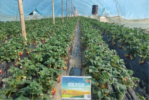 西安市鄠邑区户县大王镇草莓示范基地