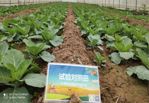 咸阳市泾阳三渠镇武甘蓝示范基地