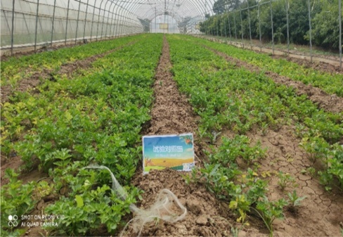 咸阳市泾阳三渠镇芹菜示范基地