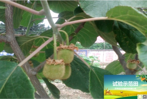 西安市鄠邑区叶寨村猕猴桃示范基地