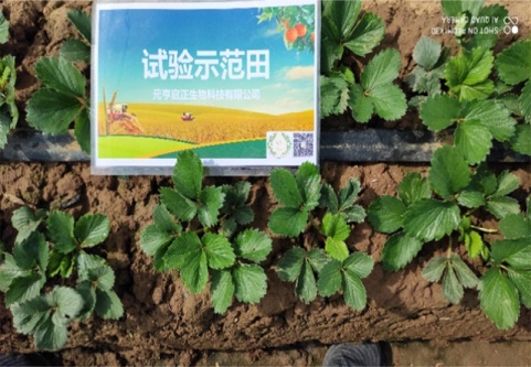西安市鄠邑区黄桥村草莓示范基地