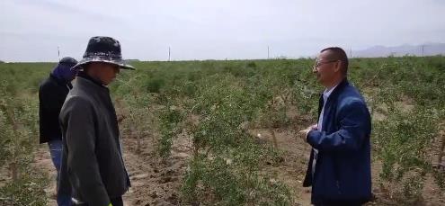 茎基腐病案例沟通