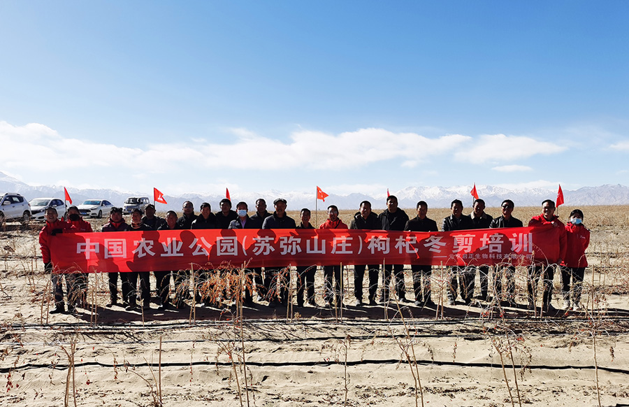 中国农业公园·苏弥山庄进行枸杞冬剪培训会
